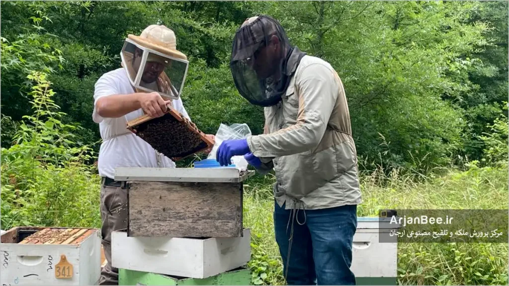 بررسی رفتار بهداشتی زنبور عسل