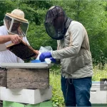 مقاومت زنبور عسل به واروآ؛ نقش ژنتیک و محیط 3 بررسی رفتار بهداشتی زنبور عسل