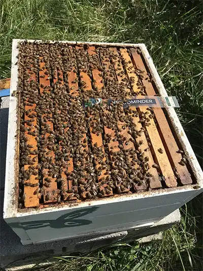 پایش دمای کندو با ابزارهای نوین؛ وضعیت ملکه و پرورش لارو | بخش 1 6 حسگر دمای BroodMinder T2SM