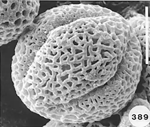 گرده مرکبات