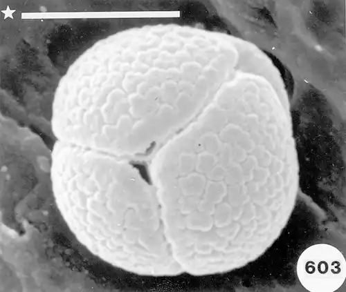 گرده میموزا