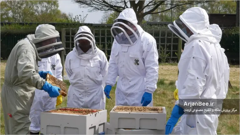 تحقیقات زنبورداری