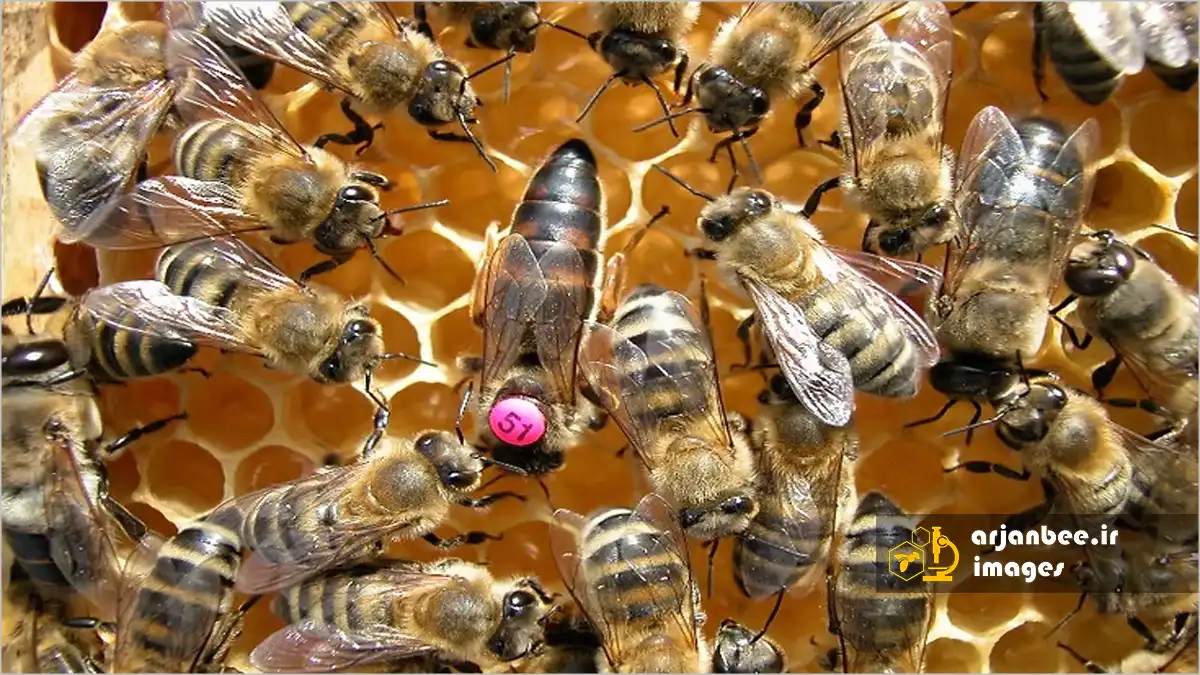 ملکه کانیولان (کارنیکا)