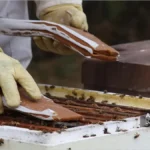 دادن کیک پروتئینی به کلنی