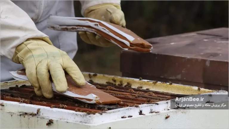 دادن کیک پروتئینی به کلنی