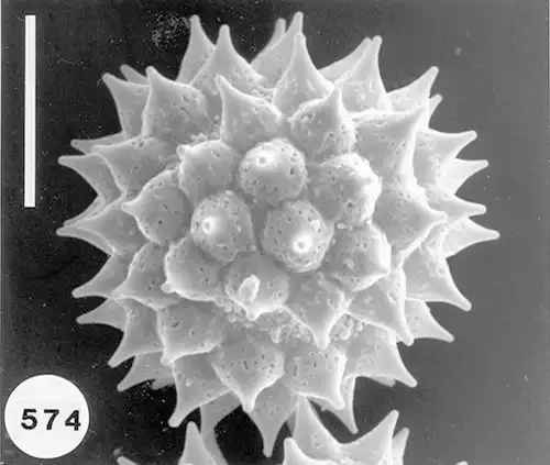 گرده چتری‌سانان