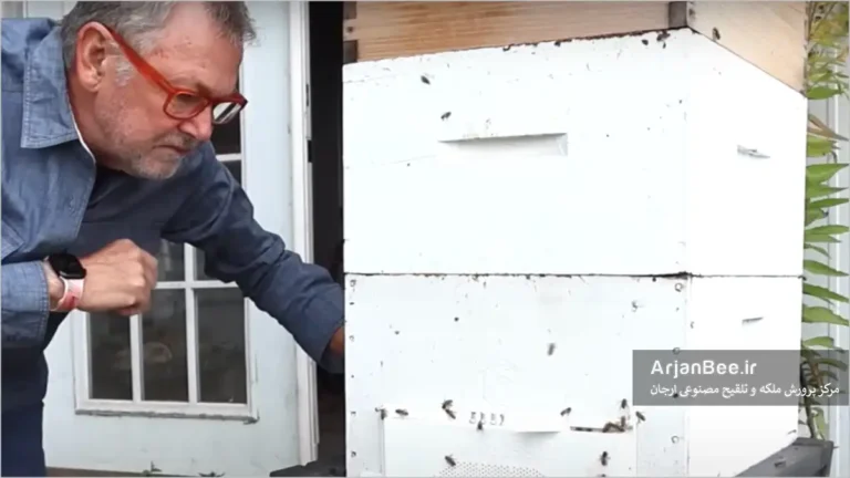 دیوید برنز در حال تماشای کندو زنبور عسل