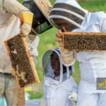 راه اندازی کسب‌وکار زنبور عسل برای کودکان
