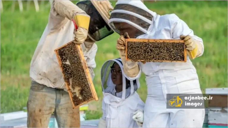 راه اندازی کسب‌وکار زنبور عسل برای کودکان