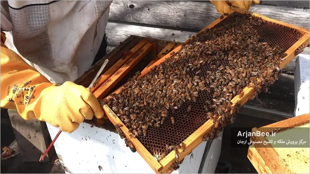 بازرسی کندو