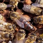 زنبور کارنیولان