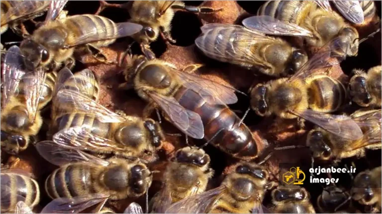 زنبور کارنیولان