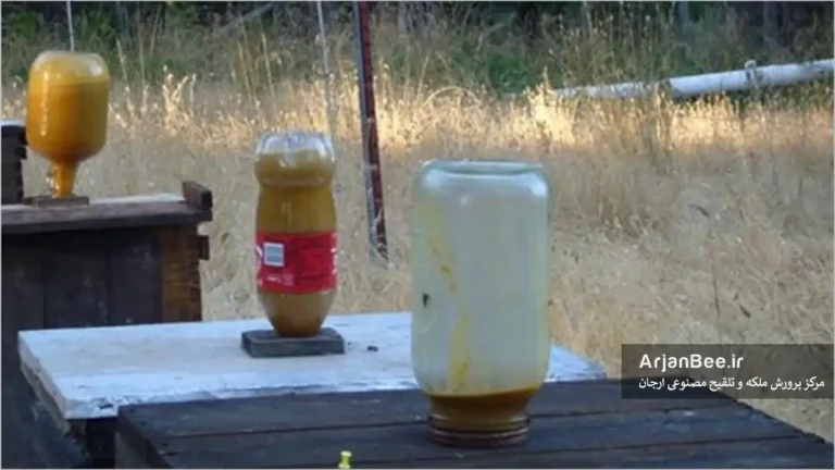 تغذیه زنبور عسل