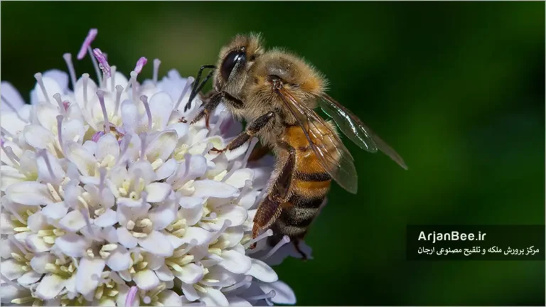 جمع آوری گرده بوسیله زنبور عسل