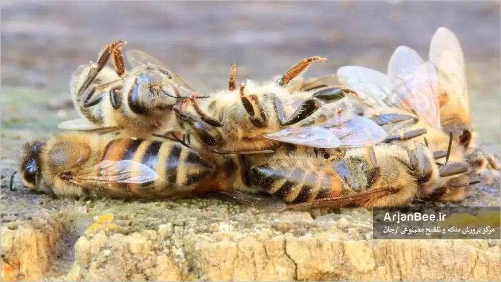 تلفات کلنی‌های زنبور عسل