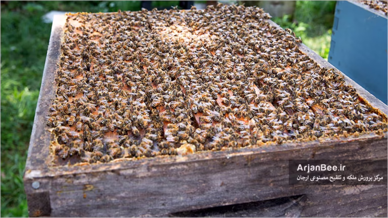 مدیریت تابستانی کندو