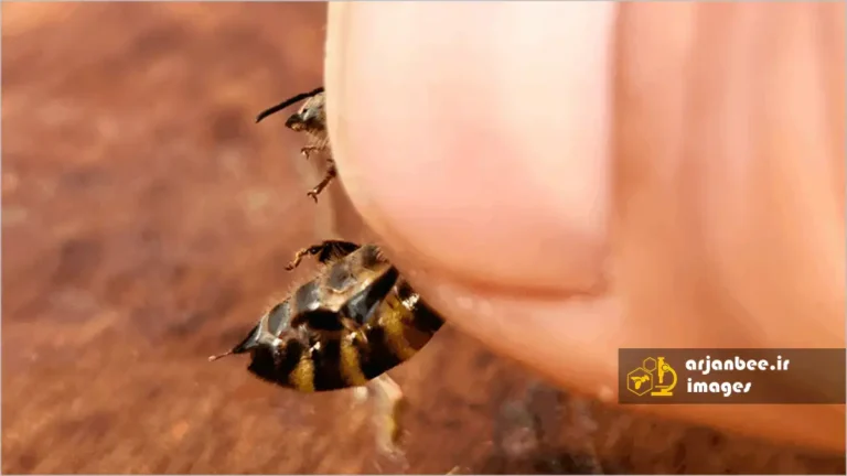 نیش و زهر زنبور عسل