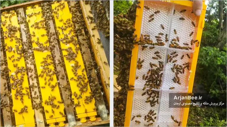 پلاستیک در زنبورداری