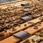 مدیریت کنه واروآ در زنبورداری؛ راهنمای عملی و کامل 2 نوارهای اسید اگزالیک و گلیسرین برای مبارزه با کنه های واروآ