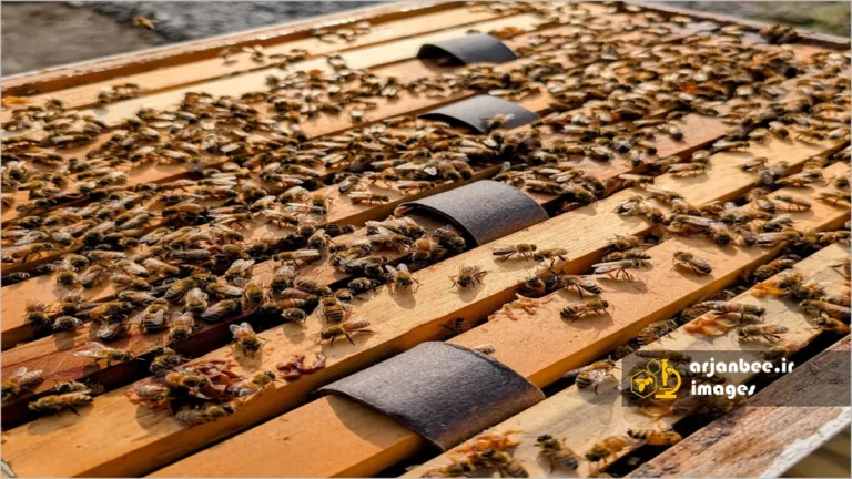 نوارهای اسید اگزالیک و گلیسرین برای مبارزه با کنه های واروآ