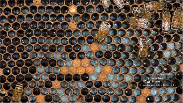 ژل رویال و تغذیه لاروها