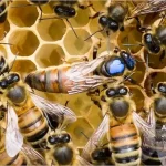 ملکه های بزرگ تر، ملکه های بهتر