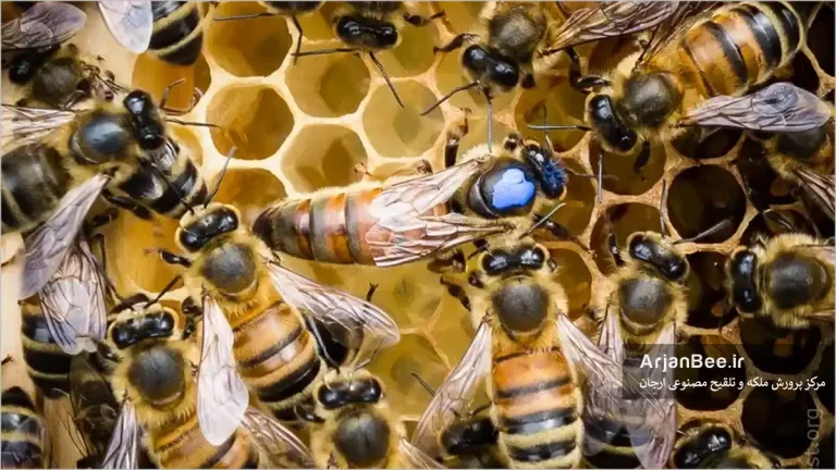 ملکه های بزرگ تر، ملکه های بهتر