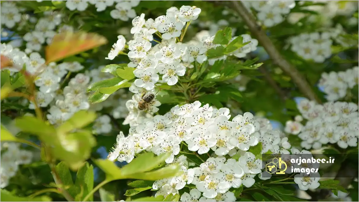 درختان گل‌دار زالزالک