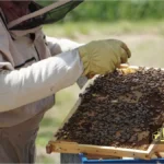 چالش‌های پرورش زنبور عسل