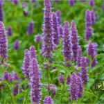 گل کیاه نعناع