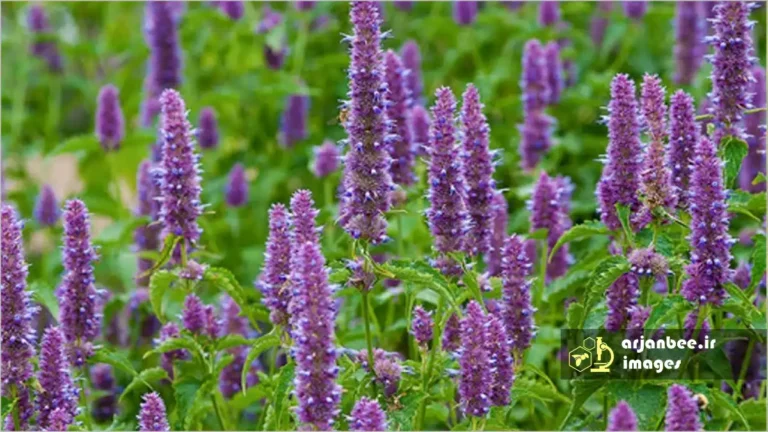 گل کیاه نعناع