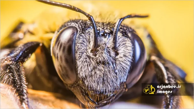 چشم‌های زنبور عسل