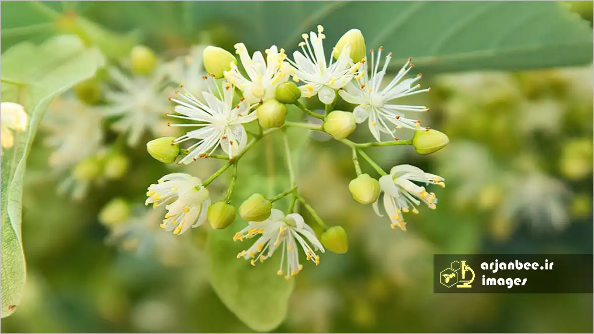 درختان گل‌دار