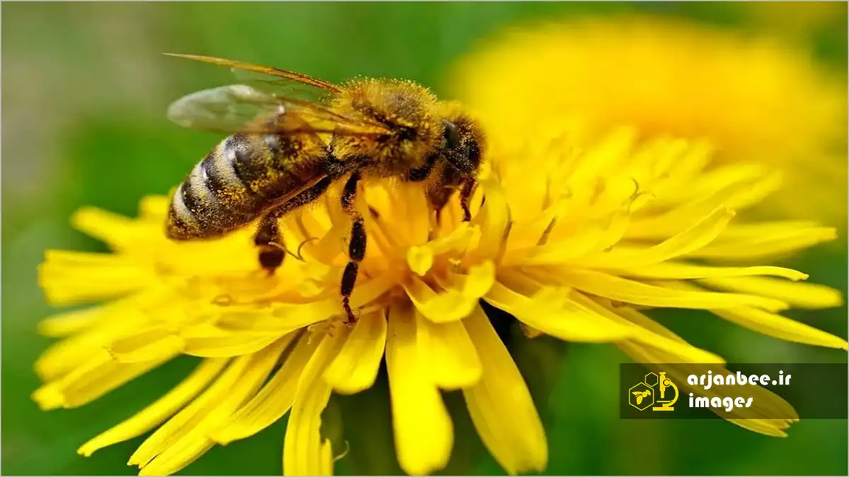 گرده افشانی زنبور عسل