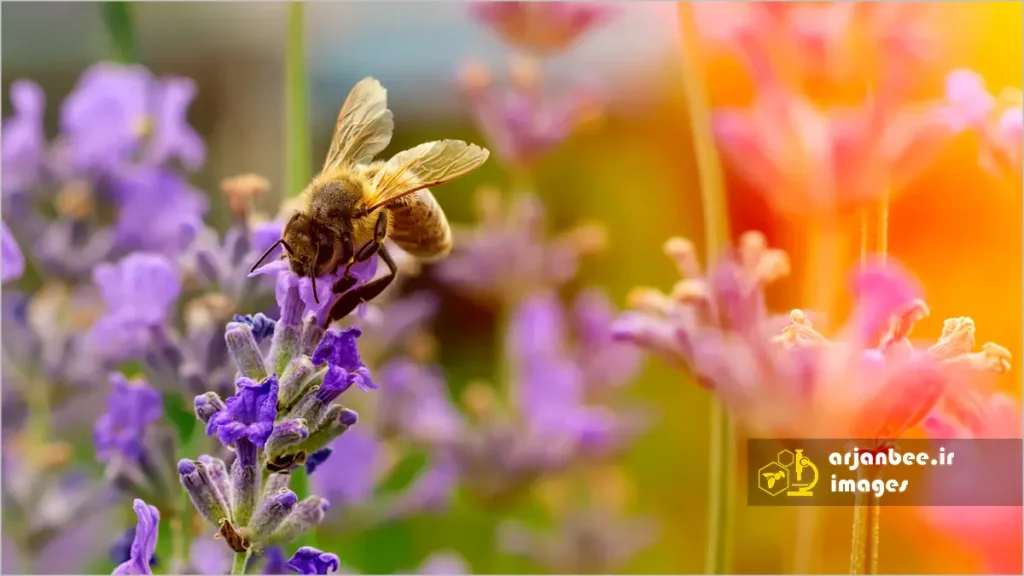 جمع آوری شهد و گرده گل