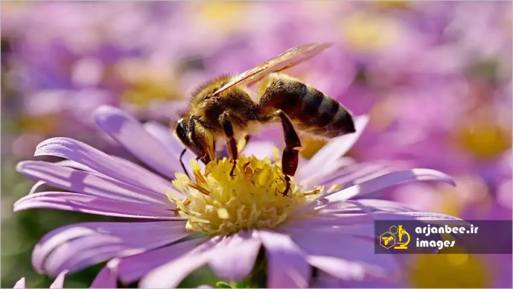 سیستم شنوایی زنبور