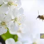 پرواز زنبور عسل