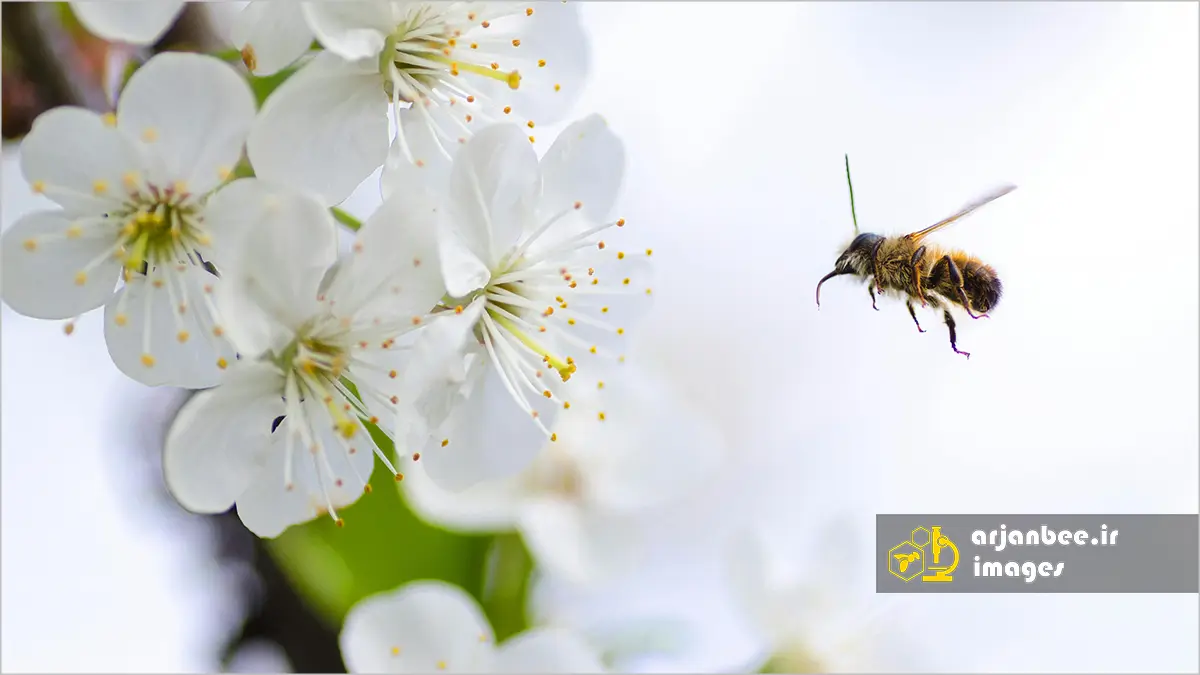 پرواز زنبور عسل