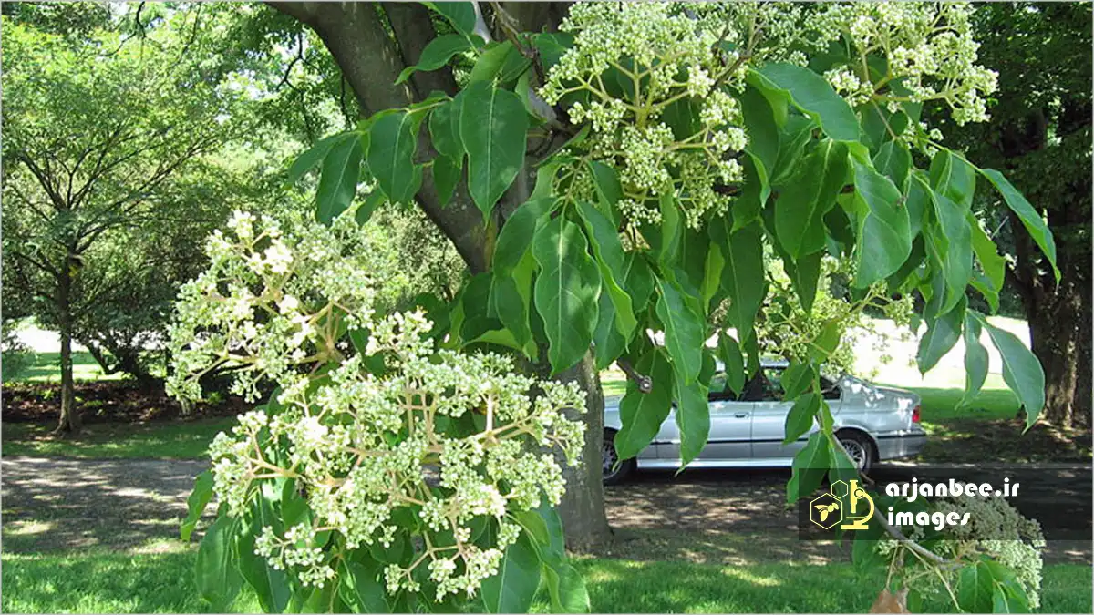 درختان گل‌دار