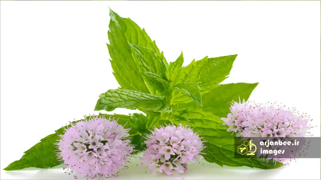 گل کیاه نعنا