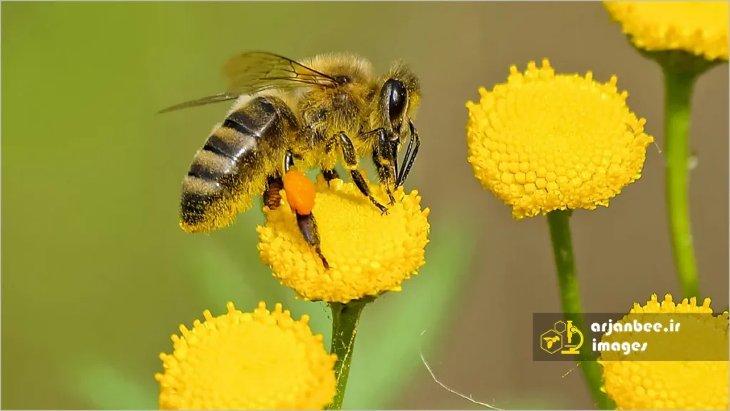 جمع آوری شهد و گرده گل