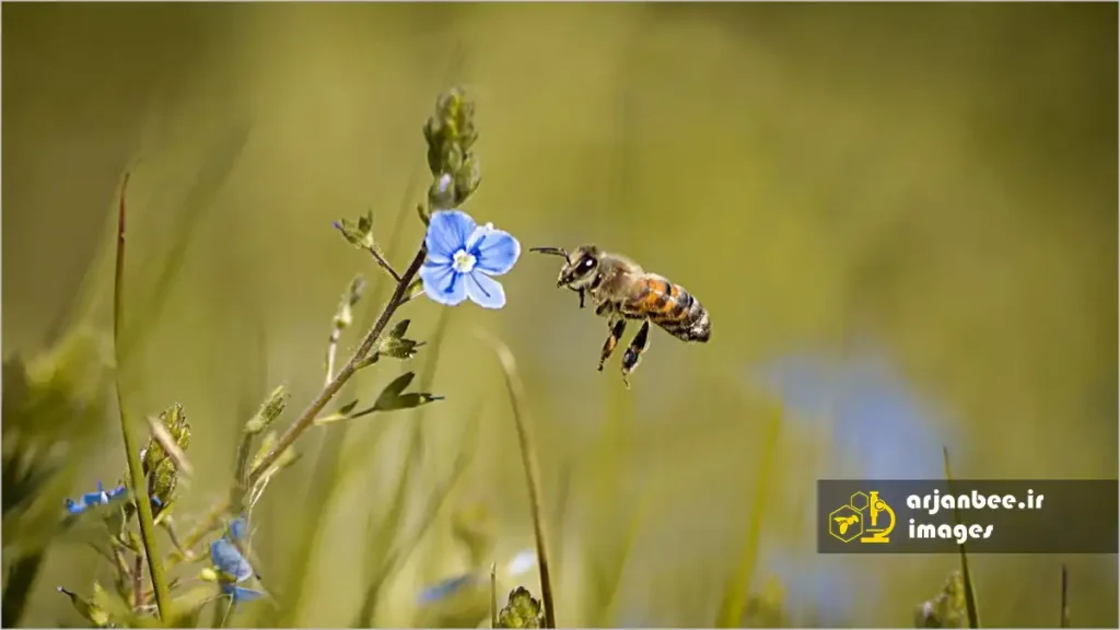 حساسیت شنوایی زنبوهای عسل