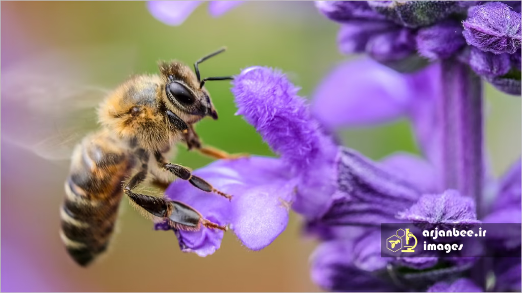 گرده‌افشانی سونیکیشن