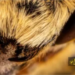 آرواره‌های زنبور عسل