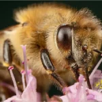 موهای زنبور عسل
