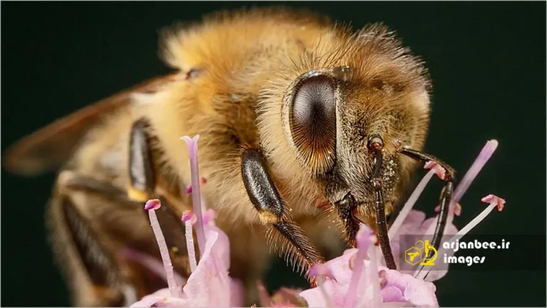 موهای زنبور عسل