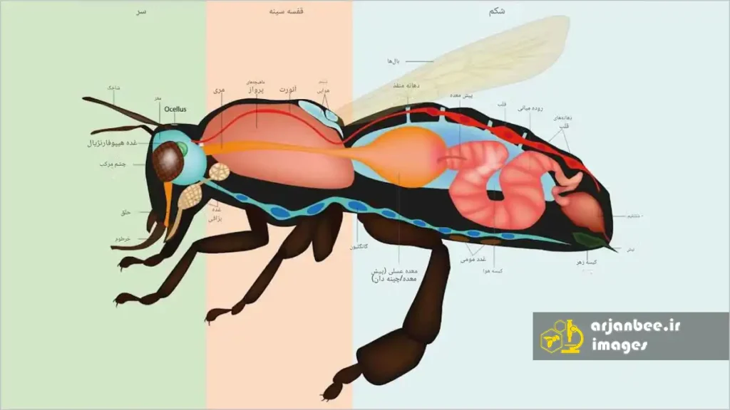 آناتومی داخلی زنبور  