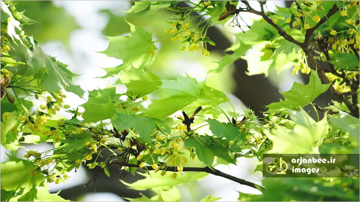 درختان گل‌دار