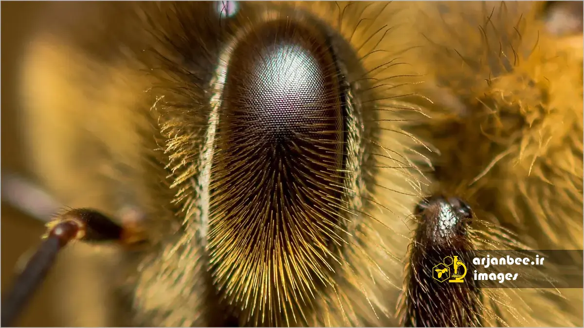 چشم‌های مرکب زنبور عسل