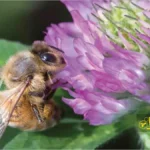 زنبور عسل روی گل شبدر